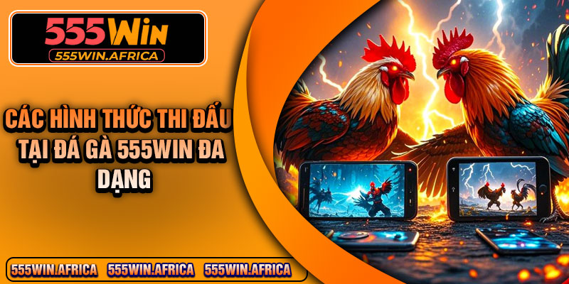 Các hình thức thi đấu tại đá gà 555Win đa dạng 