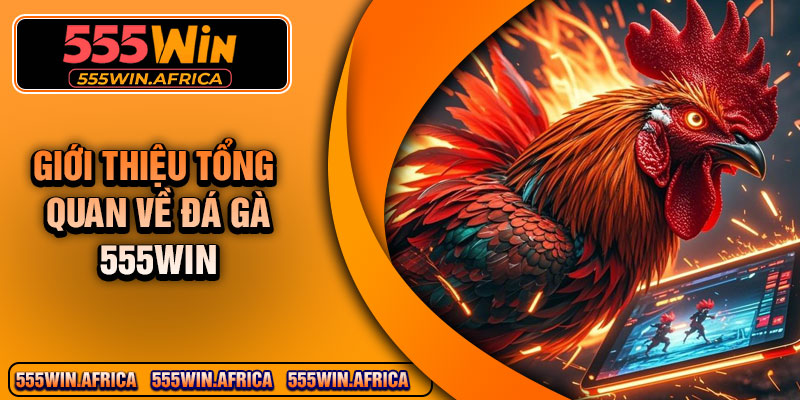 Giới thiệu tổng quan về đá gà 555Win