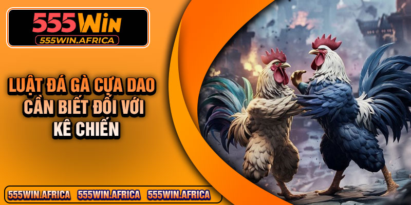 Luật đá gà cựa dao cần biết đối với kê chiến